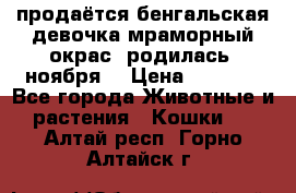 продаётся бенгальская девочка(мраморный окрас).родилась 5ноября, › Цена ­ 8 000 - Все города Животные и растения » Кошки   . Алтай респ.,Горно-Алтайск г.